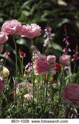 Peonies View Large Photo Image Stock Photo - Peonies. Fotosearch