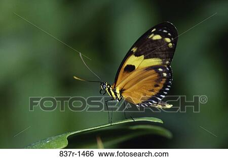 perching, perch, butterfly, winged, leaf, animal, antennae View Large Photo Image Stock Photograph - perching, perch, butterfly, winged, leaf, animal, antennae. Fotosearch