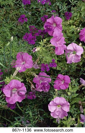 Petunias View Large Photo Image Stock Photograph - Petunias. Fotosearch