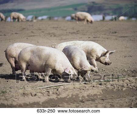 Pigs View Large Photo Image Stock Image - Pigs. Fotosearch