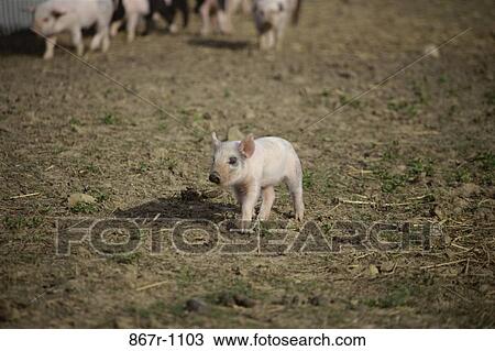 Pigs View Large Photo Image Stock Image - Pigs. Fotosearch