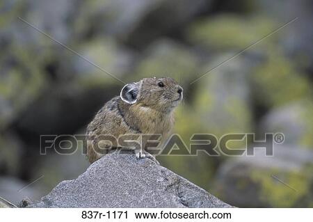 Pika View Large Photo Image Stock Image - Pika. Fotosearch