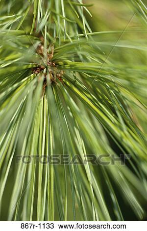 Pine View Large Photo Image Stock Image - Pine. Fotosearch