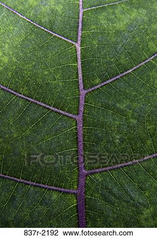 plant, green, pattern, nature, leaf, detail View Large Photo Image Stock Image - plant, green, pattern, nature, leaf, detail. Fotosearch
