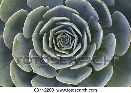 plant, nature, detail, center, growth, petals View Large Photo Image Stock Image - plant, nature, detail, center, growth, petals. Fotosearch