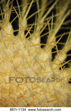 plant, nature, detail, needles, Plants various View Large Photo Image Picture - plant, nature, detail, needles, Plants various. Fotosearch