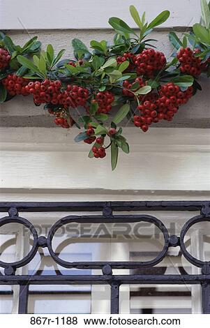 Plant Red Frame Decoration Door Frame Berries Decorations Christmas Stock Photo