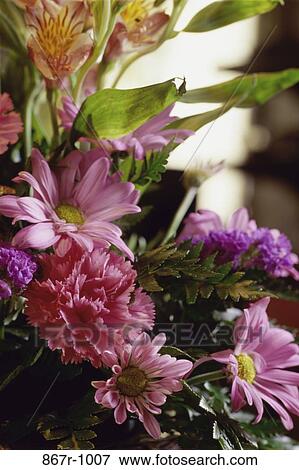 plants, assorted, flowers, nature, arrangement, bouquet, various View Large Photo Image Stock Photo - plants, assorted, flowers, nature, arrangement, bouquet, various. Fotosearch