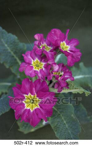 plants, flowers, nature, primroses, Flowers various View Large Photo Image Stock Image - plants, flowers, nature, primroses, Flowers various. Fotosearch