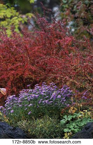 Stock Image - , plants, flowers, nature, Washington, diversity, bushes. Fotosearch