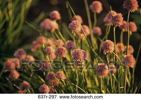Stock Photo - plants, graceful, flowers, nature, flowering, blooming, blossoming. Fotosearch