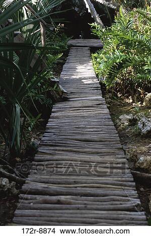 plants, nature, path, garden, branches, twigs, sticks View Large Photo Image Picture - plants, nature, path, garden, branches, twigs, sticks. Fotosearch