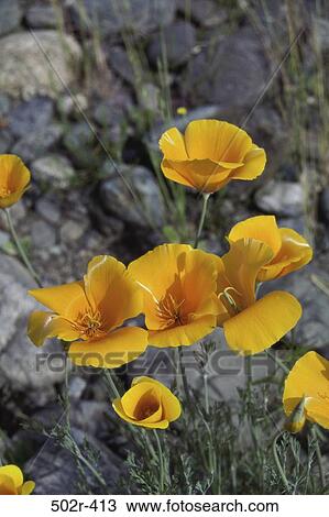 Stock Image - plants, poppies, flowers, nature, Flowers poppies. Fotosearch