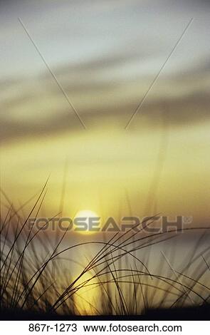 Stock Image - plants, sunset, nature, tranquility, horizon, sunrise, Horizons sun water. Fotosearch