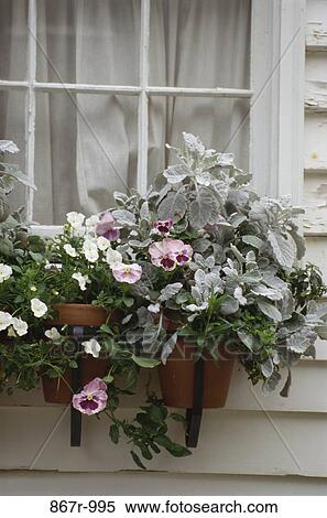 plants, window, flowers, nature, architecture, houseplant, Personal houseplants View Large Photo Image Stock Photography - plants, window, flowers, nature, architecture, houseplant, Personal houseplants. Fotosearch