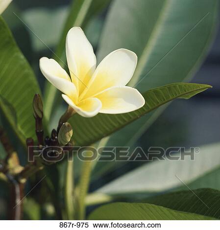Plumeria View Large Photo Image Stock Photography - Plumeria. Fotosearch