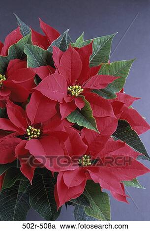 Stock Image - Poinsettias. Fotosearch