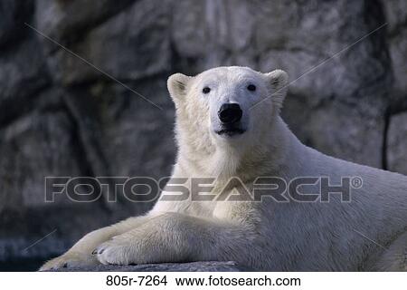 Polar Bear View Large Photo Image Picture - Polar Bear. Fotosearch