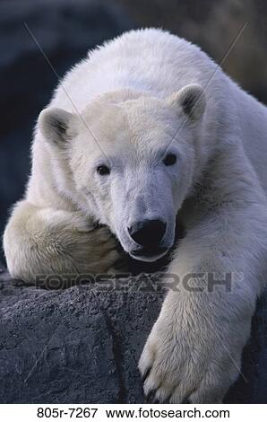 Polar Bear View Large Photo Image Stock Photo - Polar Bear. Fotosearch