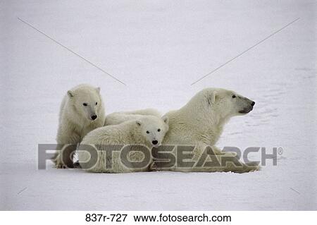 Polar Bears View Large Photo Image Stock Photo - Polar Bears. Fotosearch