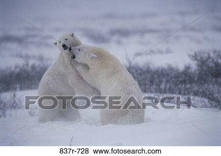 Stock Photo - Polar Bears. Fotosearch