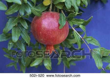 Pomegranate View Large Photo Image Stock Image - Pomegranate. Fotosearch