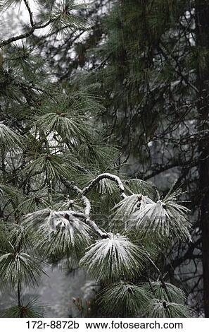 Ponderosa Pines View Large Photo Image Stock Image - Ponderosa Pines. Fotosearch