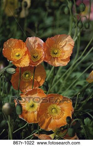 Poppies View Large Photo Image Stock Image - Poppies. Fotosearch