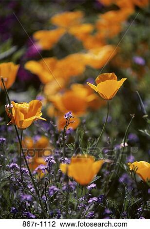 Poppies View Large Photo Image Stock Image - Poppies. Fotosearch