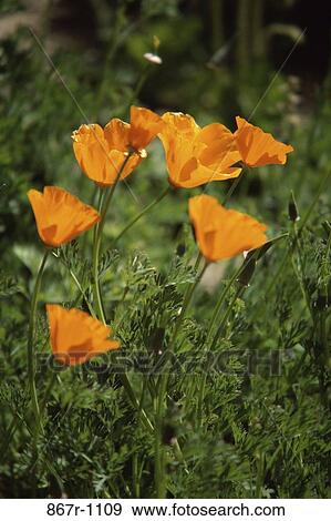Poppies View Large Photo Image Stock Photo - Poppies. Fotosearch