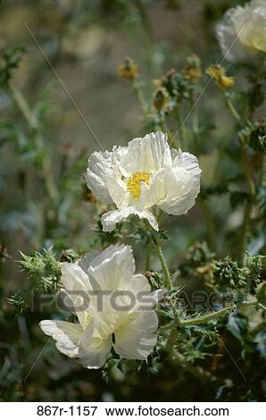 Poppies View Large Photo Image Stock Photo - Poppies. Fotosearch