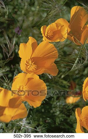 Poppies View Large Photo Image Stock Photography - Poppies. Fotosearch