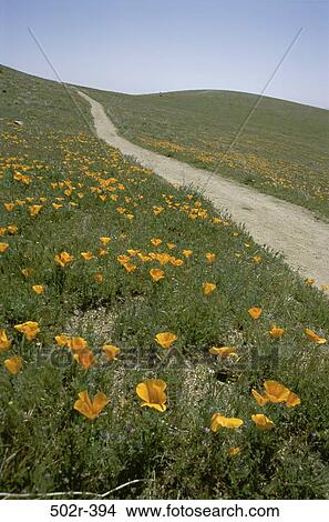 Poppy Reserve, Antelope Valley, California, USA View Large Photo Image Picture - Poppy Reserve, Antelope Valley, California, USA. Fotosearch
