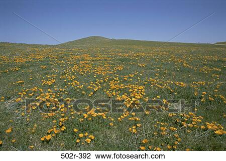 Poppy Reserve, California, USA View Large Photo Image Stock Image - Poppy Reserve, California, USA. Fotosearch
