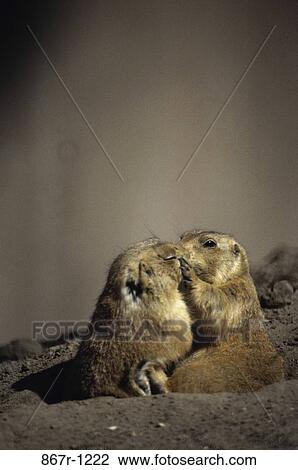 Prairie Dogs View Large Photo Image Stock Image - Prairie Dogs. Fotosearch