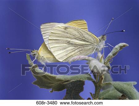 Stock Image - profile, animals, antennae, pair, bugs, butterflies. Fotosearch