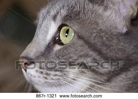 profile, face, cat, animal, close-up, headshot View Large Photo Image Stock Image - profile, face, cat, animal, close-up, headshot. Fotosearch