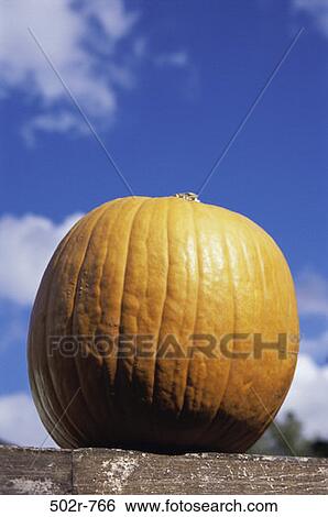 Pumpkin View Large Photo Image Stock Photograph - Pumpkin. Fotosearch
