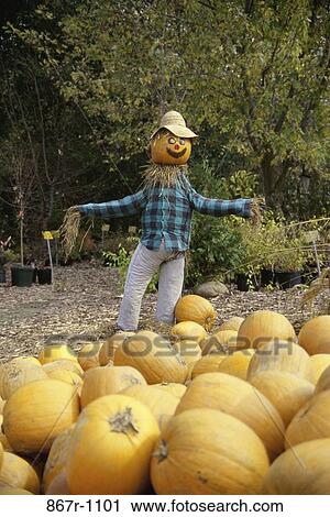 Stock Image - pumpkins, Halloween, pumpkin patch, flannel, humorous, season, autumn. Fotosearch
