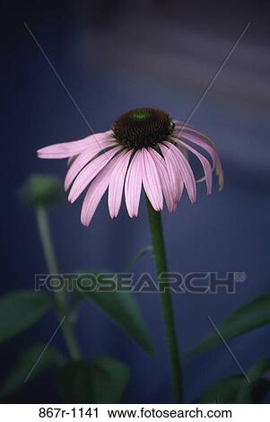 Purple Coneflower View Large Photo Image Stock Image - Purple Coneflower. Fotosearch