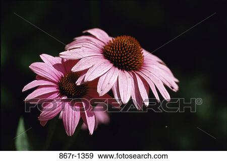 Purple Coneflowers View Large Photo Image Stock Photo - Purple Coneflowers. Fotosearch