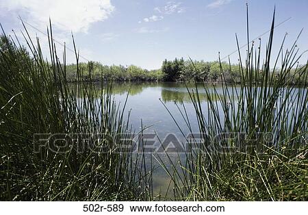 Quitobaquito Pond, Organ Pipe Cactus National Monument, Arizona, USA View Large Photo Image Stock Photo - Quitobaquito Pond, Organ Pipe Cactus National Monument, Arizona, USA. Fotosearch