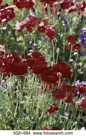 Picture - Ranunculuses. Fotosearch