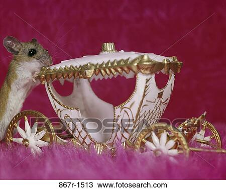 rat, mouse, pink, carriage, pushing, toy View Large Photo Image Stock Image - rat, mouse, pink, carriage, pushing, toy. Fotosearch
