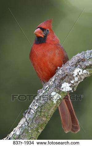 red, branch, bird, perch, northern, stick, animal View Large Photo Image Picture - red, branch, bird, perch, northern, stick, animal. Fotosearch