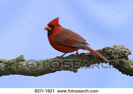 red, branch, bird, perch, northern, stick View Large Photo Image Stock Image - red, branch, bird, perch, northern, stick. Fotosearch