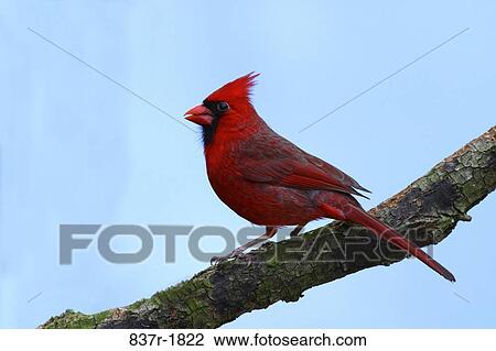 red, branch, bird, perch, northern, stick View Large Photo Image Stock Image - red, branch, bird, perch, northern, stick. Fotosearch