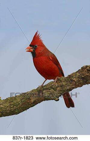red, branch, bird, perch, northern, stick, animal View Large Photo Image Stock Image - red, branch, bird, perch, northern, stick, animal. Fotosearch