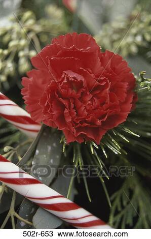 red, candy, Christmas, flower, nature, carnation, still life View Large Photo Image Stock Image - red, candy, Christmas, flower, nature, carnation, still life. Fotosearch