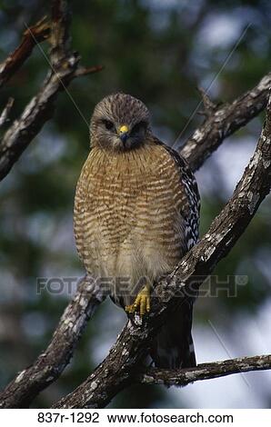 Stock Image - Red-shouldered Hawk. Fotosearch